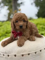 Parker , a male Miniature Goldendoodle for sale in Mayfield, KY – 4 of 10