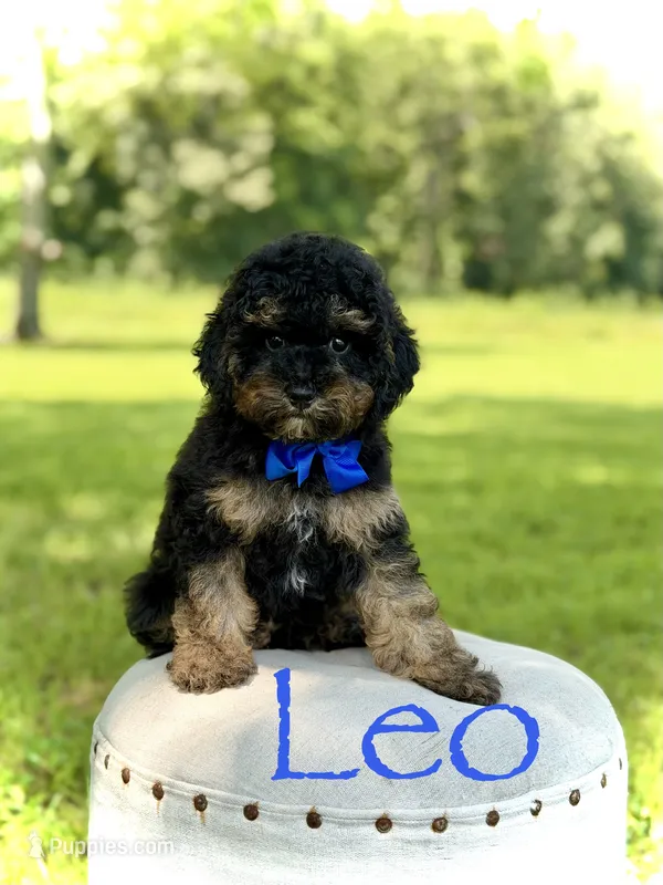 Leo – Cavapoo puppy for sale in Mayfield, KY