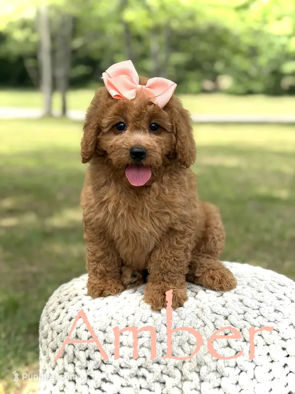 Amber  – Miniature Goldendoodle puppy for sale in Mayfield, KY
