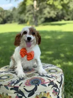 Denim, a male Cavapoo for sale in Mayfield, KY – 5 of 6