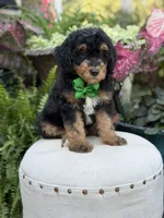 F1B Blake, a male Bernedoodle for sale in Mayfield, KY – 7 of 10