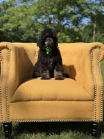 AKC Winston , a male Poodle - Multi-Colored Standard for sale in Mayfield, KY – 10 of 10