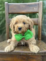 Booker, a male Miniature Goldendoodle for sale in Mayfield, KY – 3 of 7