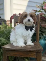 F1B Colton, a male Cavapoo for sale in Mayfield, KY – 5 of 10