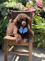 AKC Higgins, a male Poodle - Miniature  for sale in Mayfield, KY – 8 of 10