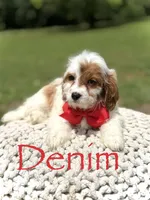 Denim, a male Cavapoo for sale in Mayfield, KY – 2 of 6