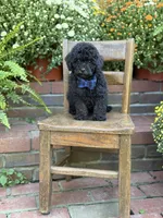 Theo, a male Shihpoo for sale in Mayfield, KY – 7 of 10