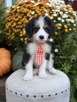 F1 Vaughn, a male Bernedoodle for sale in Mayfield, KY – 4 of 10