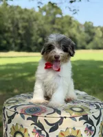 Freedom, a male Miniature Bernedoodle for sale in Mayfield, KY – 5 of 10