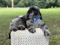 Maxwell, a male Miniature Goldendoodle for sale in Mayfield, KY – 3 of 10