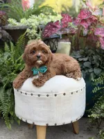 Rhett , a male Cavapoo for sale in Mayfield, KY – 6 of 10