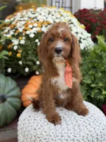 F1 Carter, a male Cavapoo for sale in Mayfield, KY – 3 of 10