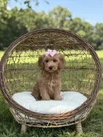 Betsie, a female Miniature Goldendoodle for sale in Mayfield, KY – 6 of 8