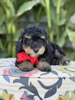 Evan, a male Miniature Bernedoodle for sale in Mayfield, KY – 4 of 10