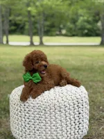 Andy, a male Miniature Goldendoodle for sale in Mayfield, KY – 7 of 9