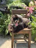 AKC DNA tested Finn, a male Poodle - Miniature  for sale in Mayfield, KY – 3 of 10
