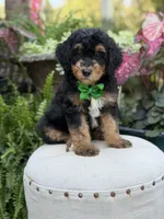 F1B Blake, a male Bernedoodle for sale in Mayfield, KY – 4 of 10