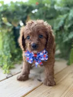 F1 Clark, a male Cavapoo for sale in Mayfield, KY – 2 of 10