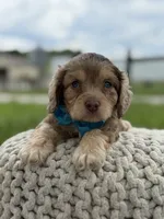 Hudson, a male Cavapoo for sale in Mayfield, KY – 6 of 10