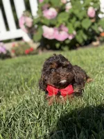 F1 Ace, a male Cavapoo for sale in Mayfield, KY – 4 of 7