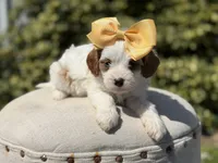Daisy, a female Cavapoo for sale in Mayfield, KY – 8 of 10