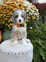 F1 Violet, a female Bernedoodle for sale in Mayfield, KY – 9 of 10