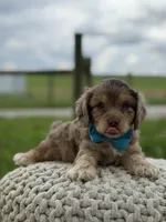 Hudson, a male Cavapoo for sale in Mayfield, KY – 3 of 10