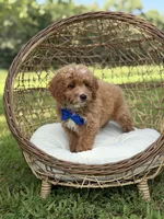 Bentley, a male Miniature Goldendoodle for sale in Mayfield, KY – 8 of 10