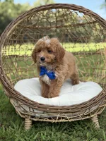 Bentley, a male Miniature Goldendoodle for sale in Mayfield, KY – 6 of 10