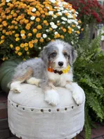 F1 Violet, a female Bernedoodle for sale in Mayfield, KY – 2 of 10