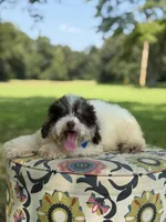 Uncle Sam , a male Miniature Bernedoodle for sale in Mayfield, KY – 9 of 10