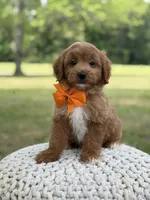Alex, a male Miniature Goldendoodle for sale in Mayfield, KY – 3 of 10