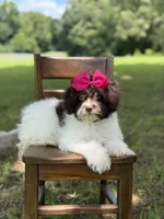 F1B Tiffany, a female Cavapoo for sale in Mayfield, KY – 9 of 10