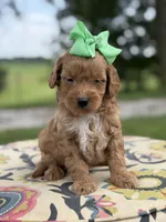 Patty, a female Miniature Goldendoodle for sale in Mayfield, KY – 2 of 6
