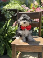 F1B Tucker, a male Maltipoo for sale in Mayfield, KY – 7 of 10