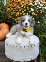 F1 Violet, a female Bernedoodle for sale in Mayfield, KY – 5 of 10