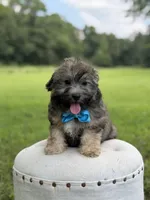 Chocolate sable M, a male Havapoo for sale in Mayfield, KY – 9 of 10