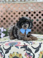 ALC Prince, a male Poodle - Toy  for sale in Mayfield, KY – 5 of 10