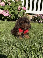 F1 Ace, a male Cavapoo for sale in Mayfield, KY – 6 of 7