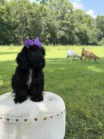 Luna, a female Cavapoo for sale in Mayfield, KY – 2 of 10
