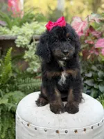 F1B Bridget, a female Bernedoodle for sale in Mayfield, KY – 7 of 9