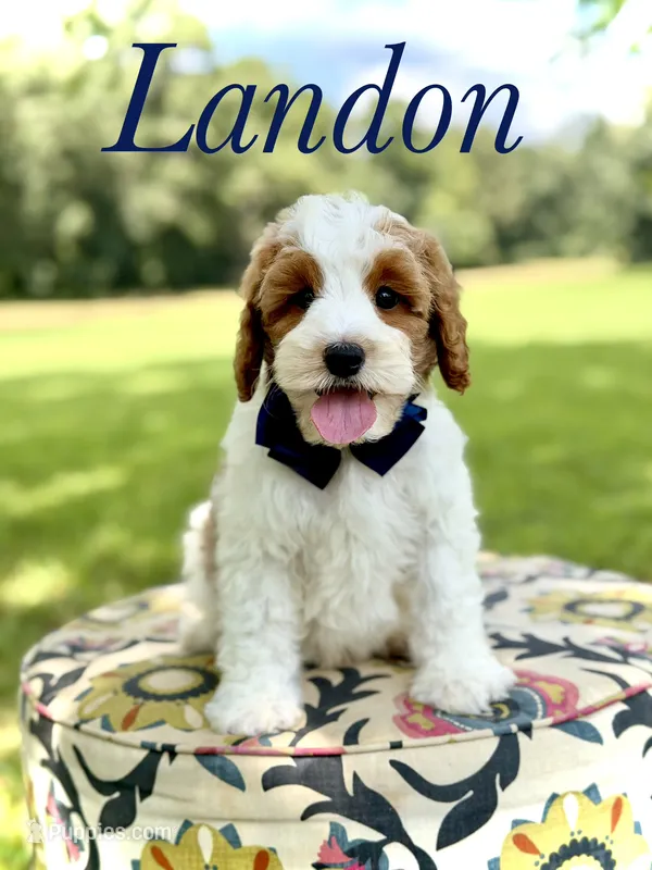 F1B Landon – Cavapoo puppy for sale in Mayfield, KY