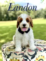 F1B Landon, a male Cavapoo for sale in Mayfield, KY – 1 of 10