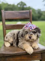 Liberty, a female Miniature Bernedoodle for sale in Mayfield, KY – 6 of 10