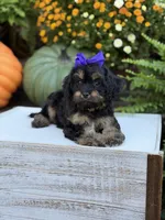 F1 Sally, a female Cavapoo for sale in Mayfield, KY – 5 of 10