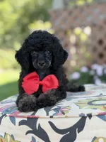AKC Parker, a male Poodle - Toy  for sale in Mayfield, KY – 4 of 9