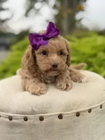 Ansley, a female Cavapoo for sale in Mayfield, KY – 3 of 5