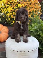 Charlie, a male Cockapoo for sale in Mayfield, KY – 7 of 10