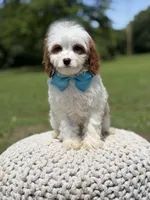 Dawson, a male Cavapoo for sale in Mayfield, KY – 6 of 10