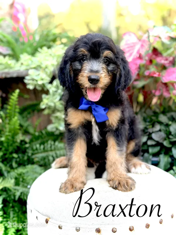F1B Braxton – Bernedoodle puppy for sale in Mayfield, KY
